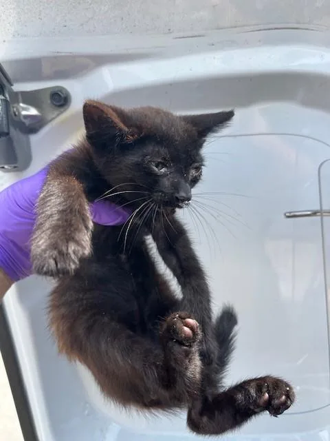 A baby small-sized male Domestic Short Hair cat named Shadow for adoption in Miami, FL