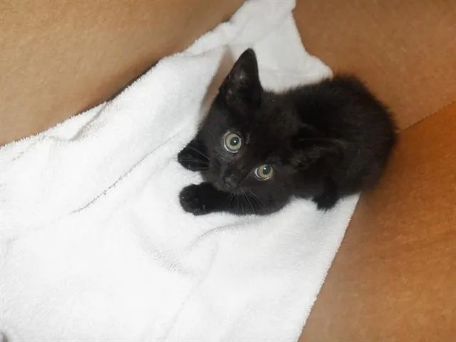 A baby small-sized female Domestic Short Hair cat named Luna for adoption in San Jose, CA