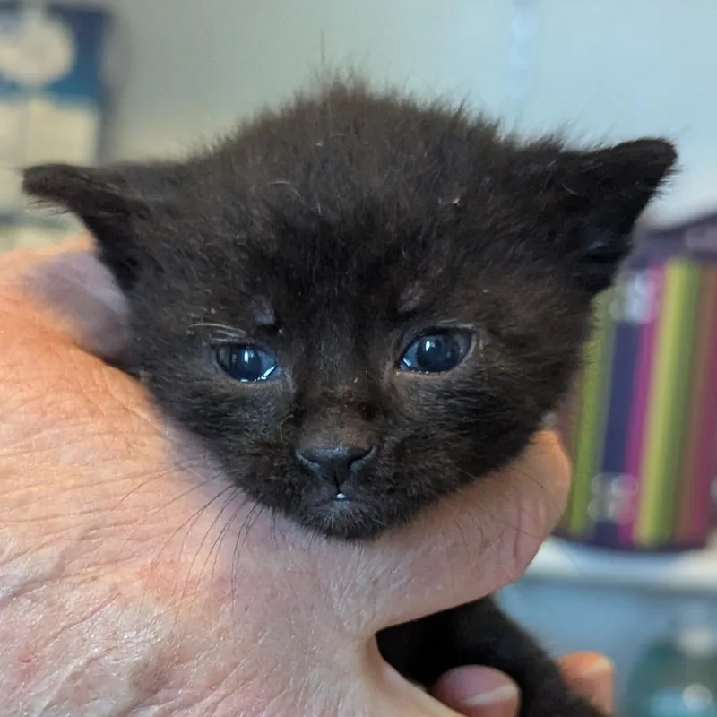 A baby small-sized male Black Domestic Short Hair cat named Thackery for adoption in Meridian, ID