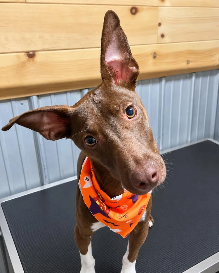 A young medium-sized male Brown / Chocolate Pit Bull Terrier dog named Shredder for adoption in Chuckey, TN