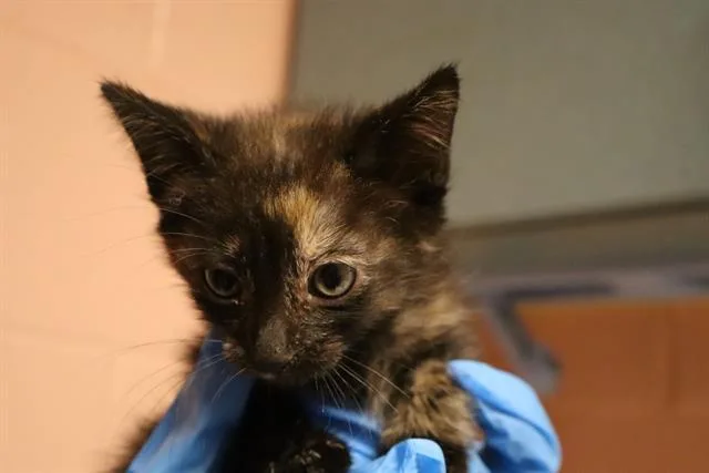 A baby small-sized female Domestic Short Hair cat named Taki for adoption in Columbia, SC