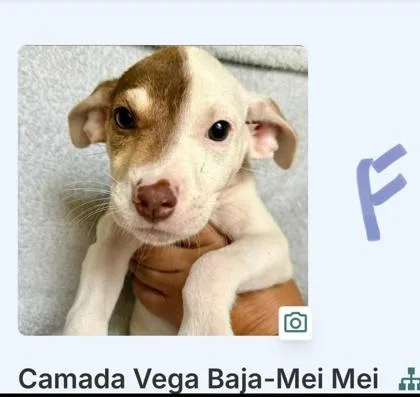 A baby small-sized female Mixed Breed dog named Mei Mei for adoption in Washington, DC