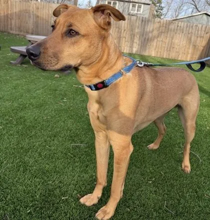 A young small-sized male Mixed Breed dog named Shakespeare for adoption in Elk Grove Village, IL