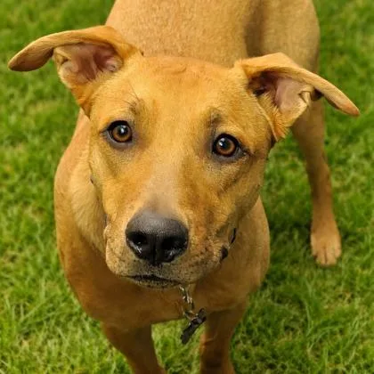 Shakespeare thumbnail 3