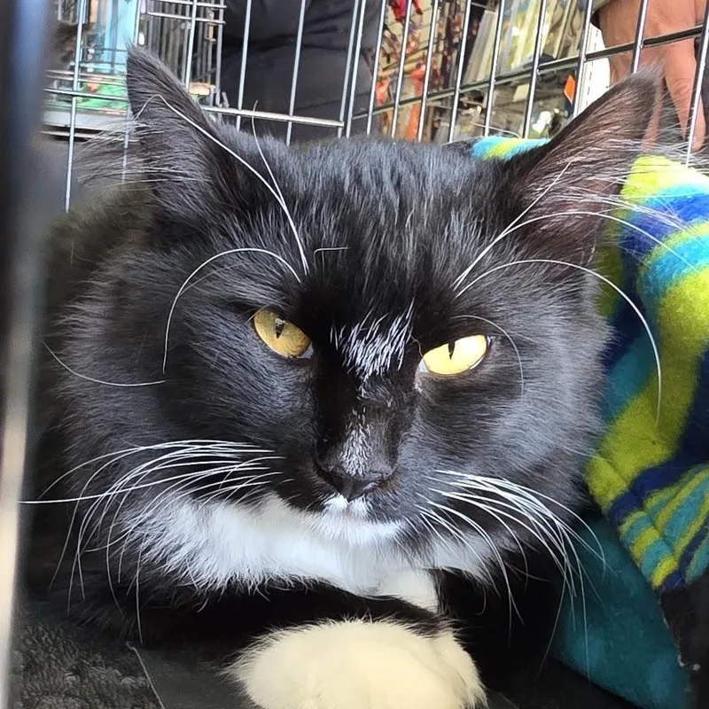 A young medium-sized male Black & White / Tuxedo Domestic Long Hair cat named Extra Credit for adoption in Eugene, OR