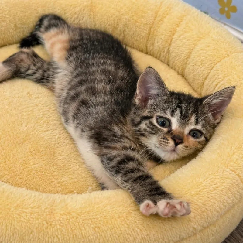 A baby small-sized female Torbie Domestic Short Hair cat named Lemon Zest for adoption in Fredericksburg, VA