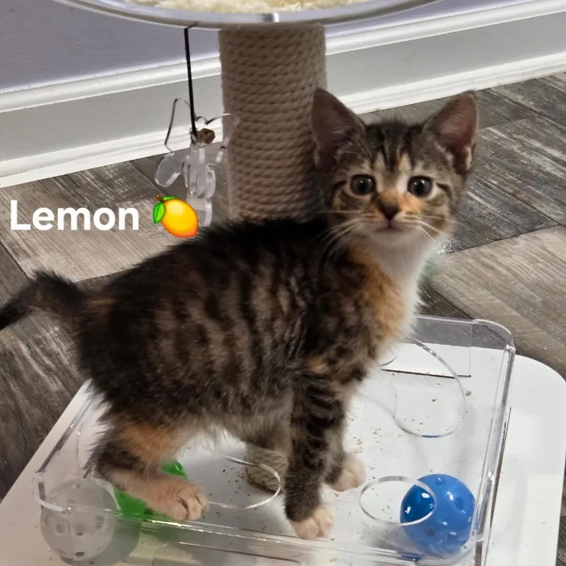 Lemon Zest thumbnail 2