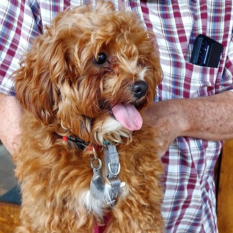 A baby small-sized female Red / Chestnut / Orange Miniature Poodle dog named Dutchess for adoption in Phoenixville, PA