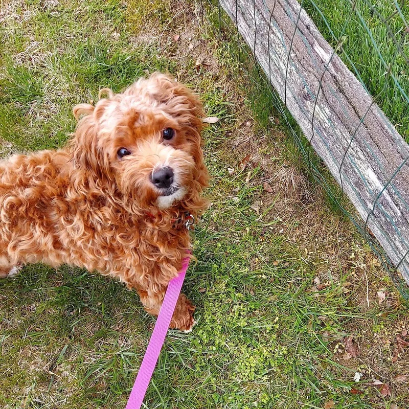 Dutchess thumbnail 3