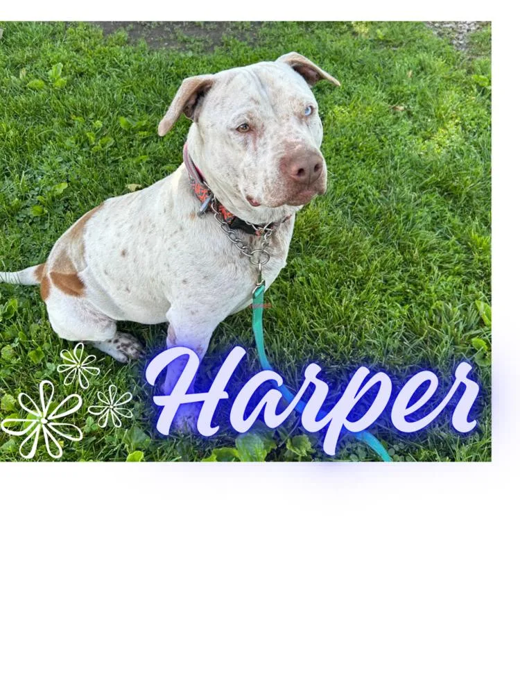Harper  Sexy Street thumbnail 3