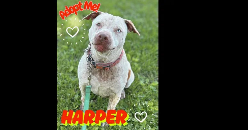 Harper  Sexy Street thumbnail 4