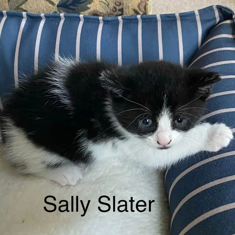 A baby small-sized female Black Domestic Short Hair cat named Sally Slater for adoption in Mentor, OH