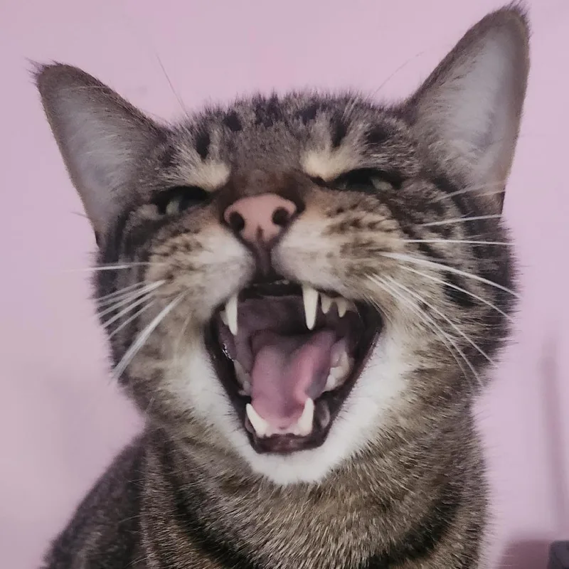 An adult small-sized male Gray / Blue / Silver Domestic Short Hair cat named Spidey for adoption in Philadelphia, PA