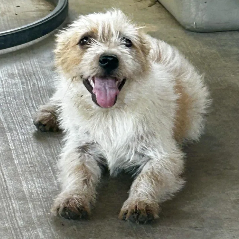 Duncan The Little Explorer