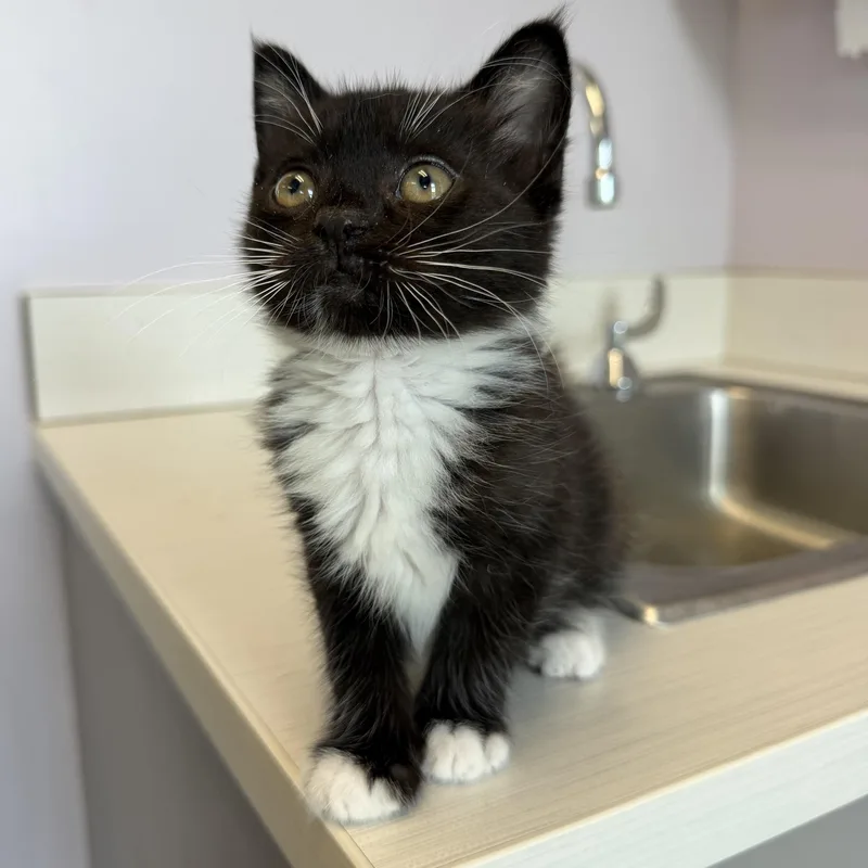 A baby small-sized female Black & White / Tuxedo Domestic Short Hair cat named Justice for adoption in Cooperstown, NY