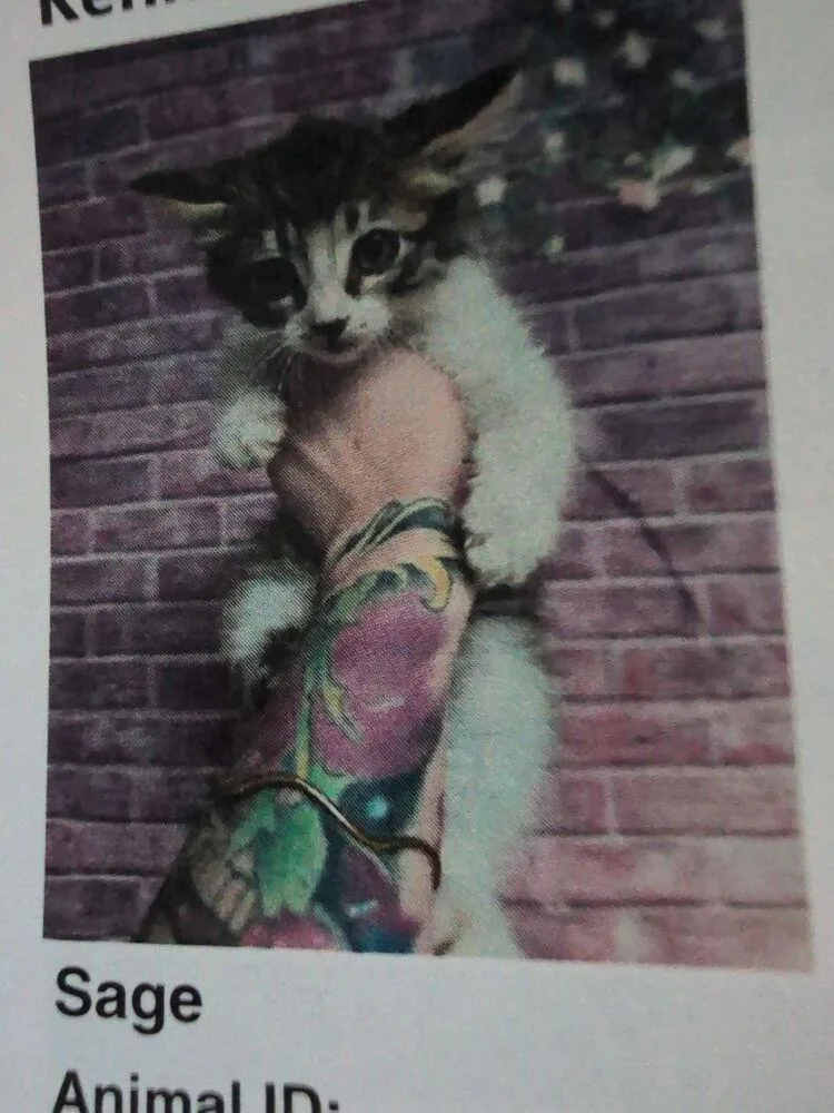 A baby small-sized male Domestic Medium Hair cat named Sage for adoption in Parker, CO