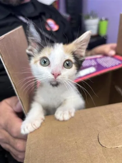 A baby small-sized female Black Domestic Short Hair cat named Lilith for adoption in El Paso, TX
