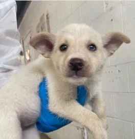 A baby medium-sized female Mixed Breed dog named Cantaloupe for adoption in West Chester, PA