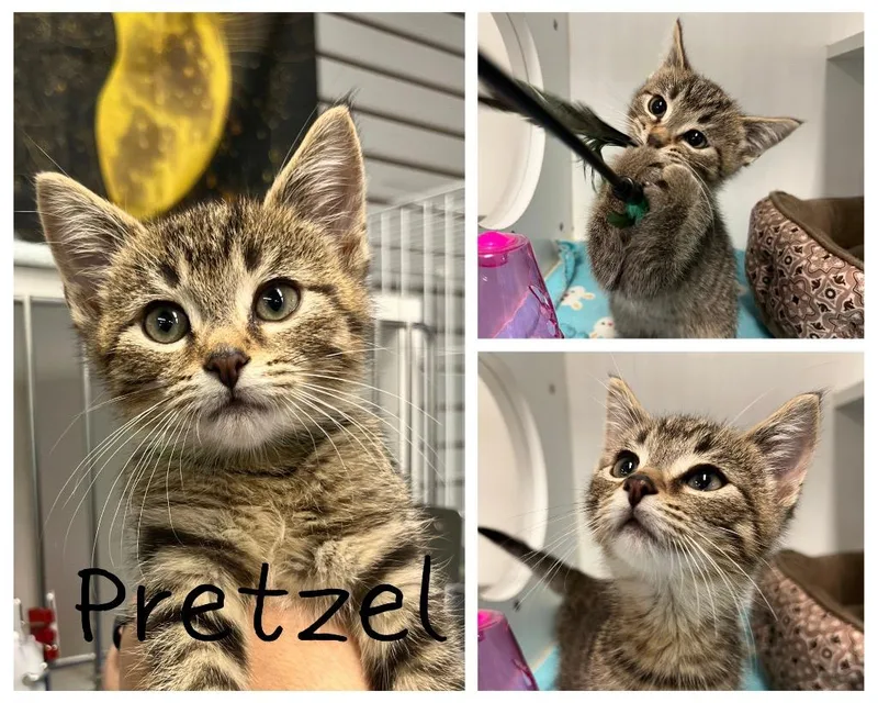 A baby small-sized male Domestic Short Hair cat named Giant Jumbo Pretzel for adoption in Pierceton, IN