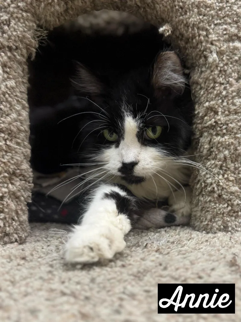 A senior medium-sized female Black & White / Tuxedo Domestic Long Hair cat named Annie for adoption in Valparaiso, IN