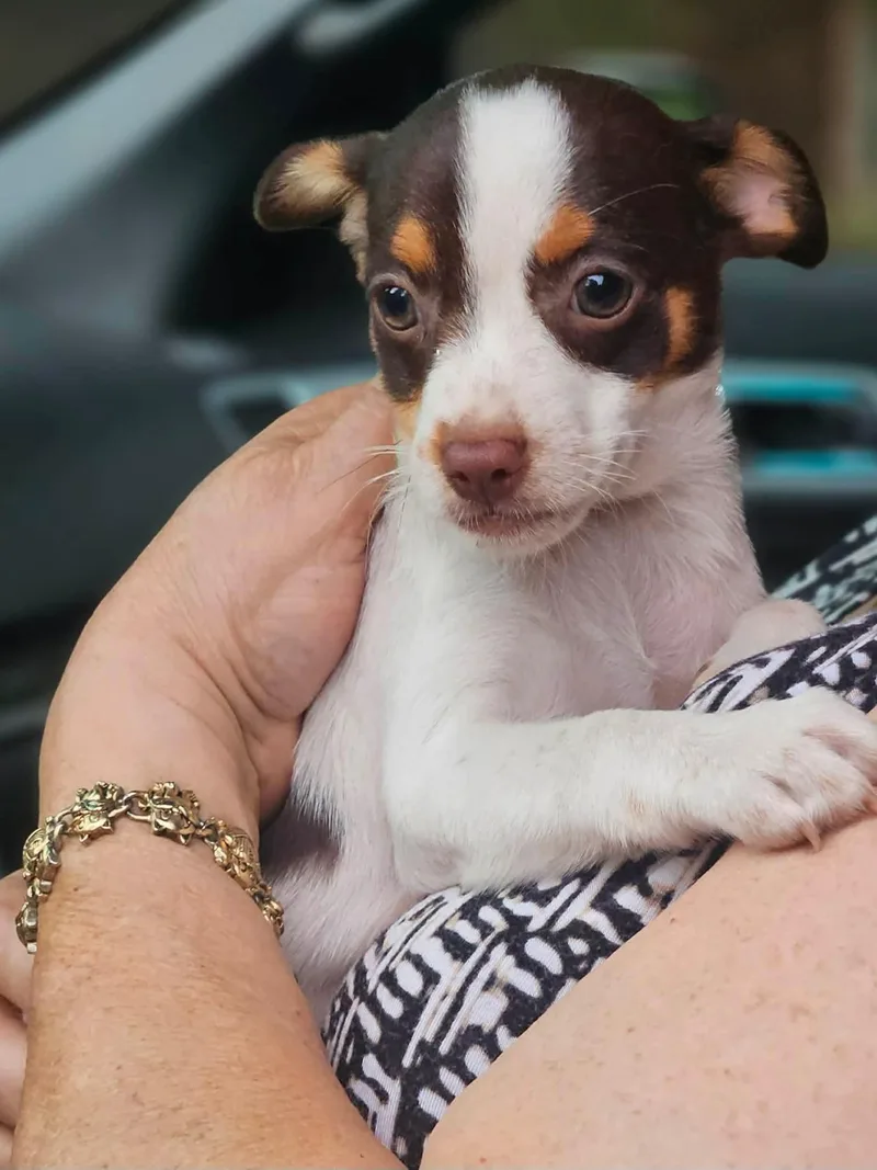 A baby small-sized female Chihuahua dog named Wildflower Prairie for adoption in Wakefield, RI