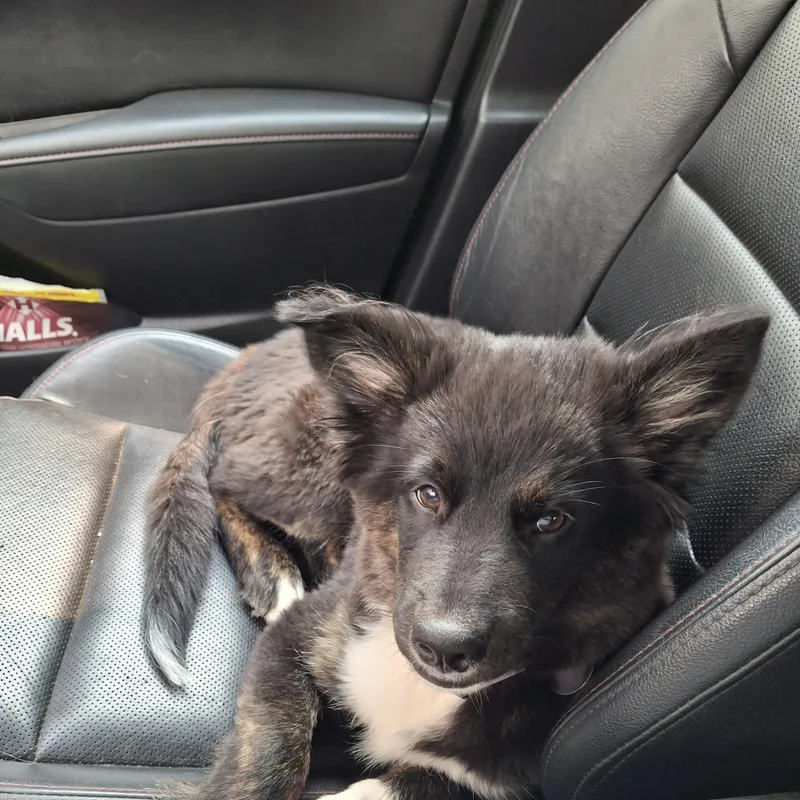 A baby medium-sized female Husky dog named Stella for adoption in Paw Paw, MI