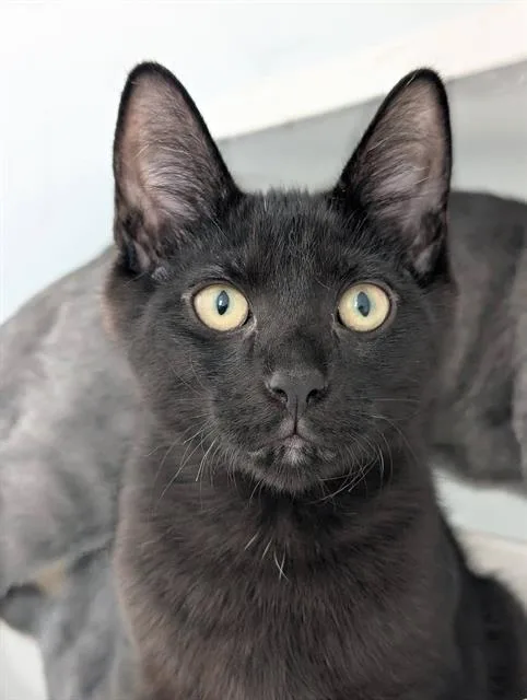 A baby small-sized male Domestic Short Hair cat named Bear for adoption in Canfield, OH