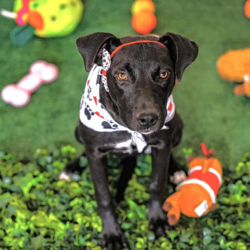A young small-sized female Labrador Retriever dog named Macarena for adoption in Allen, TX