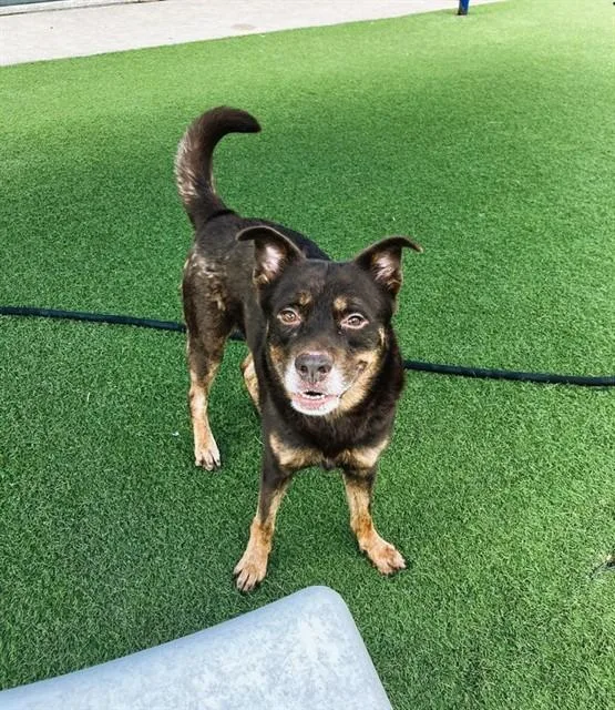An adult large-sized male Mixed Breed dog named Buddy for adoption in Dallas, TX