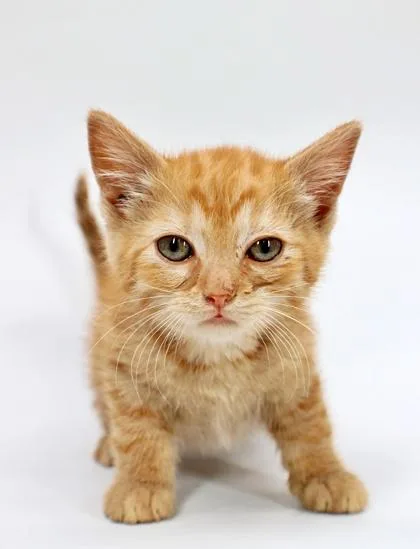 A baby small-sized male Domestic Medium Hair cat named Ron for adoption in Morton Grove, IL