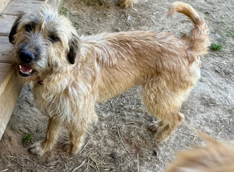 An adult medium-sized female Black Labradoodle dog named Mae for adoption in Watertown, CT