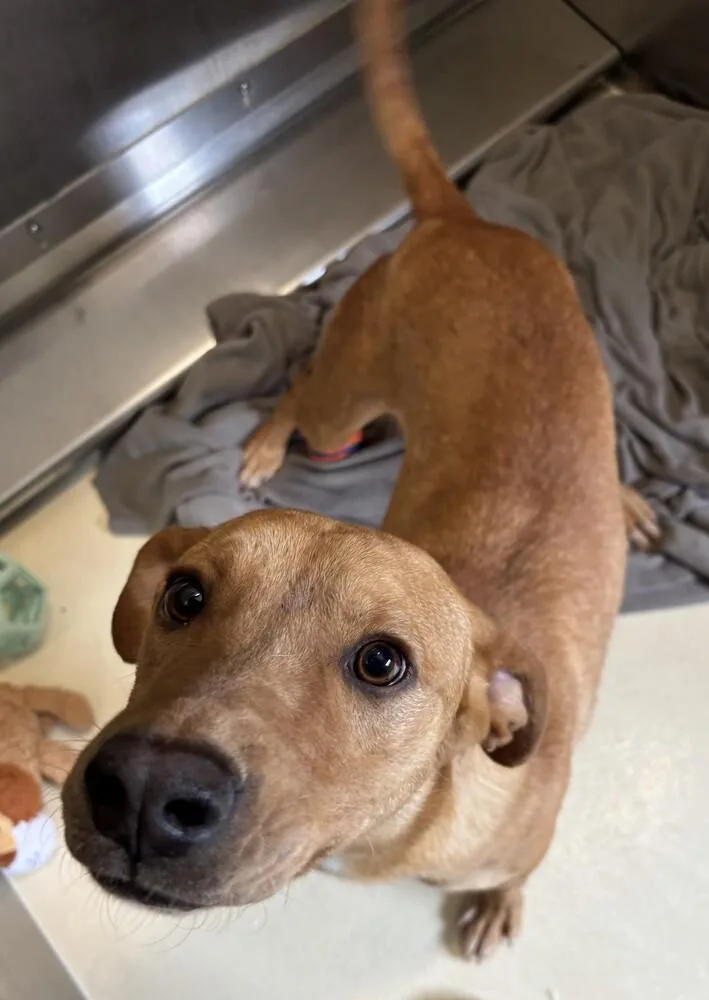 An adult large-sized female Brown / Chocolate Black Mouth Cur dog named Hay for adoption in Kalamazoo, MI