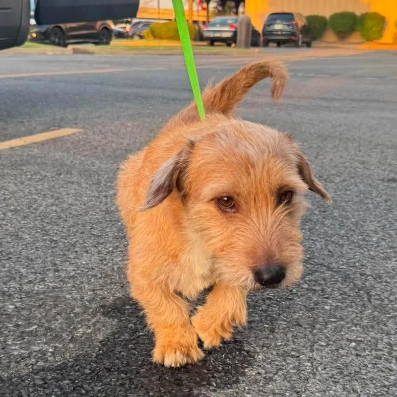 An adult medium-sized male Wheaten Terrier dog named Corn Dog for adoption in Rockville, MD