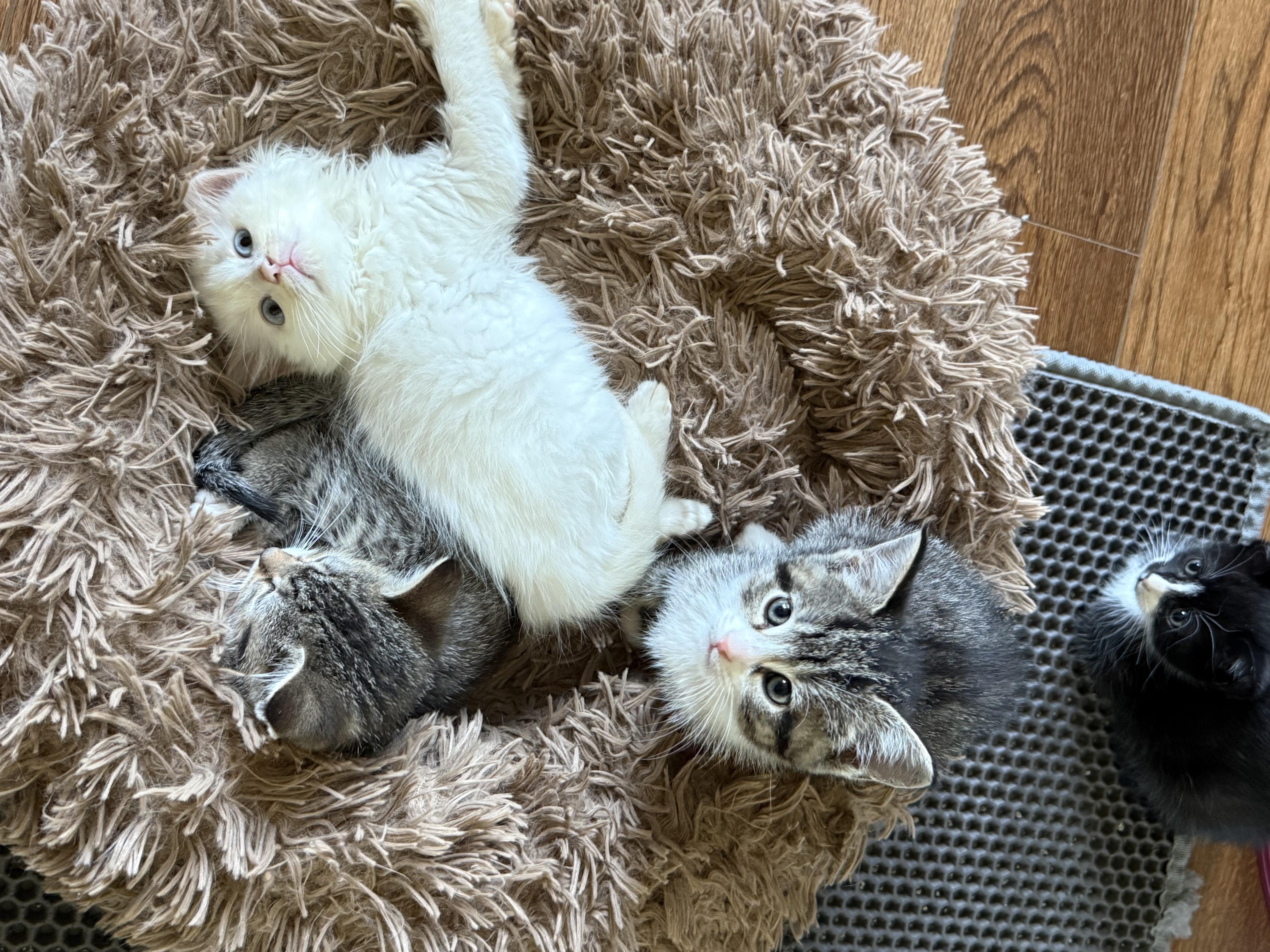 A baby medium-sized male White Domestic Medium Hair cat named Winston for adoption in Marvin, NC