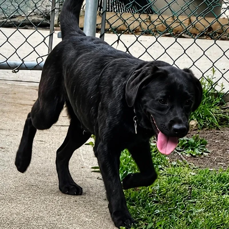 An adult medium-sized female Black Labrador Retriever dog named Eva for adoption in Wappingers Falls, NY