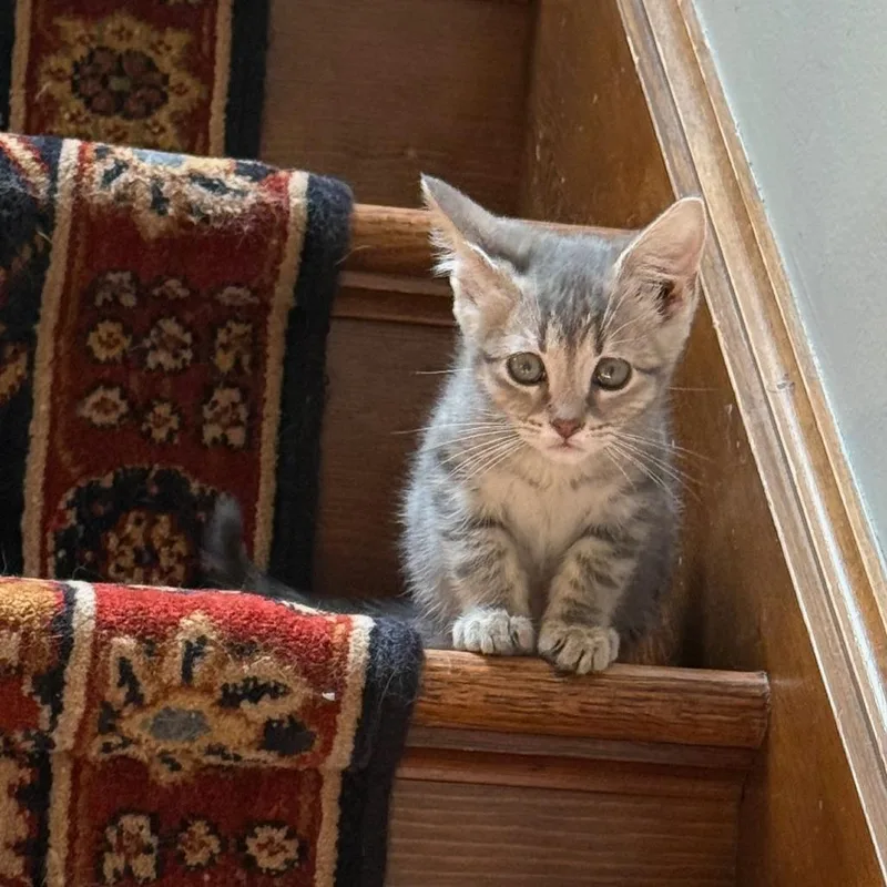 A baby small-sized female Gray / Blue / Silver Domestic Short Hair cat named Dumpling for adoption in Philadelphia, PA