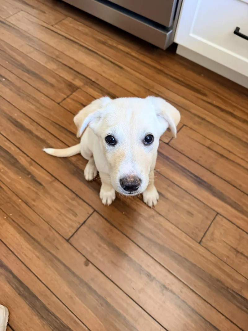 A young medium-sized female Labrador Retriever dog named Almond for adoption in Sunnyvale, CA