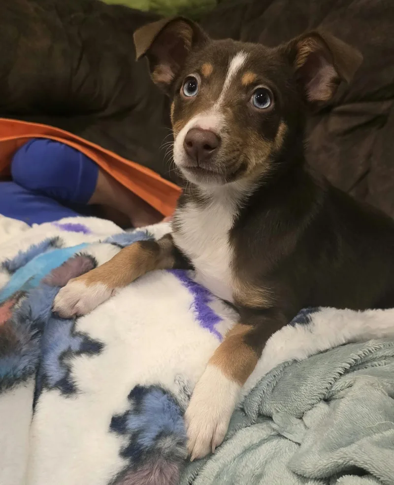 A baby medium-sized female Brown / Chocolate Australian Shepherd dog named Echo for adoption in Grand Rapids, MI