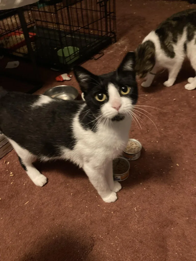 An adult small-sized female Domestic Short Hair cat named Autumn for adoption in Chatham, VA