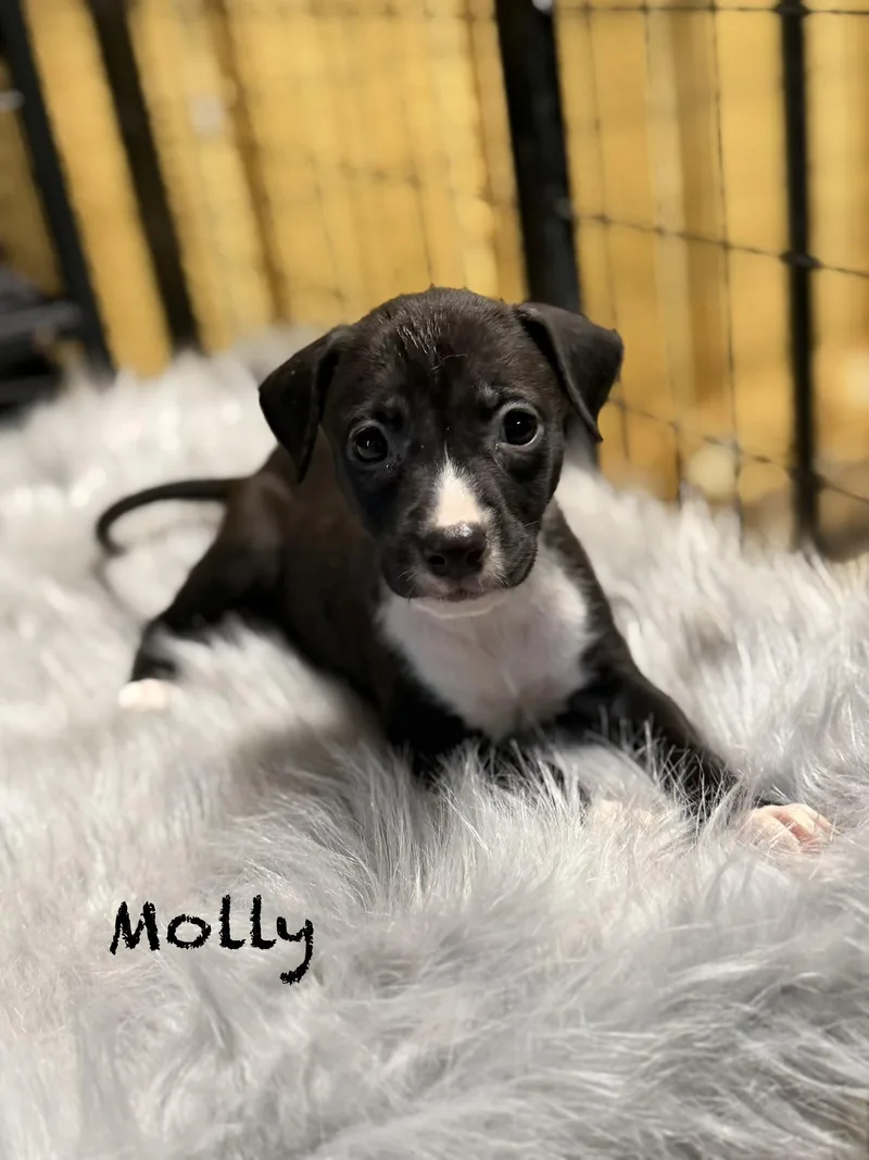 Molly