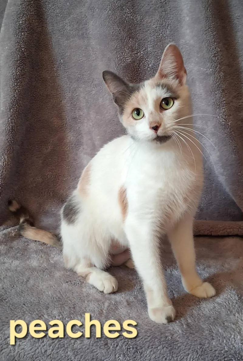 An adult medium-sized female Dilute Calico Domestic Short Hair cat named Peaches for adoption in Peoria, IL