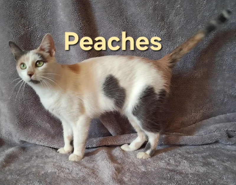 Peaches thumbnail 2