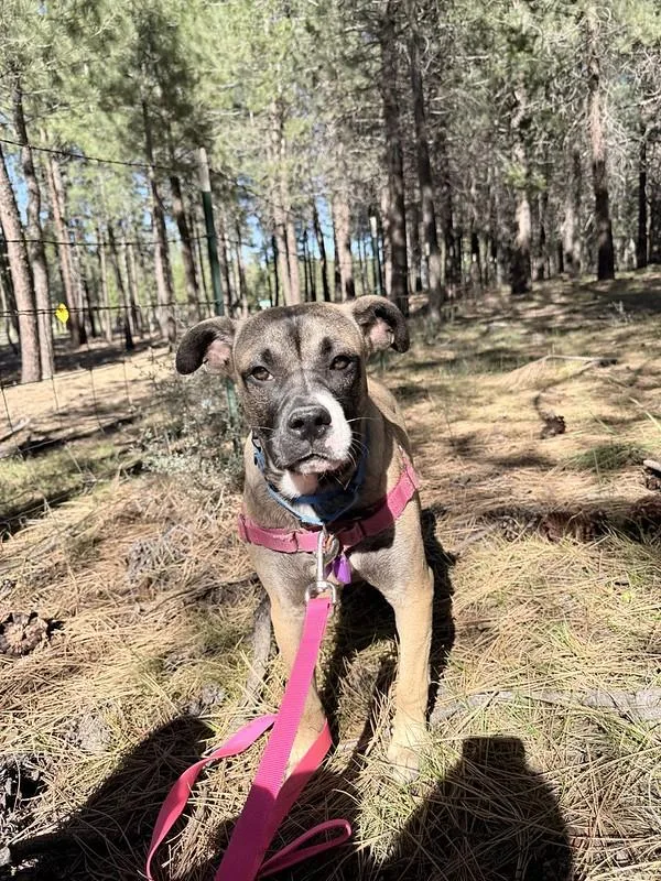A young medium-sized female Bicolor Mixed Breed dog named Clover for adoption in Truckee, CA