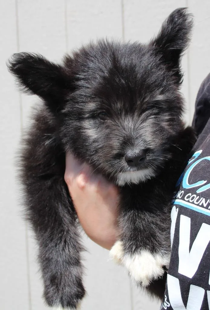 A baby medium-sized male Shepherd dog named Roger for adoption in Vacaville, CA