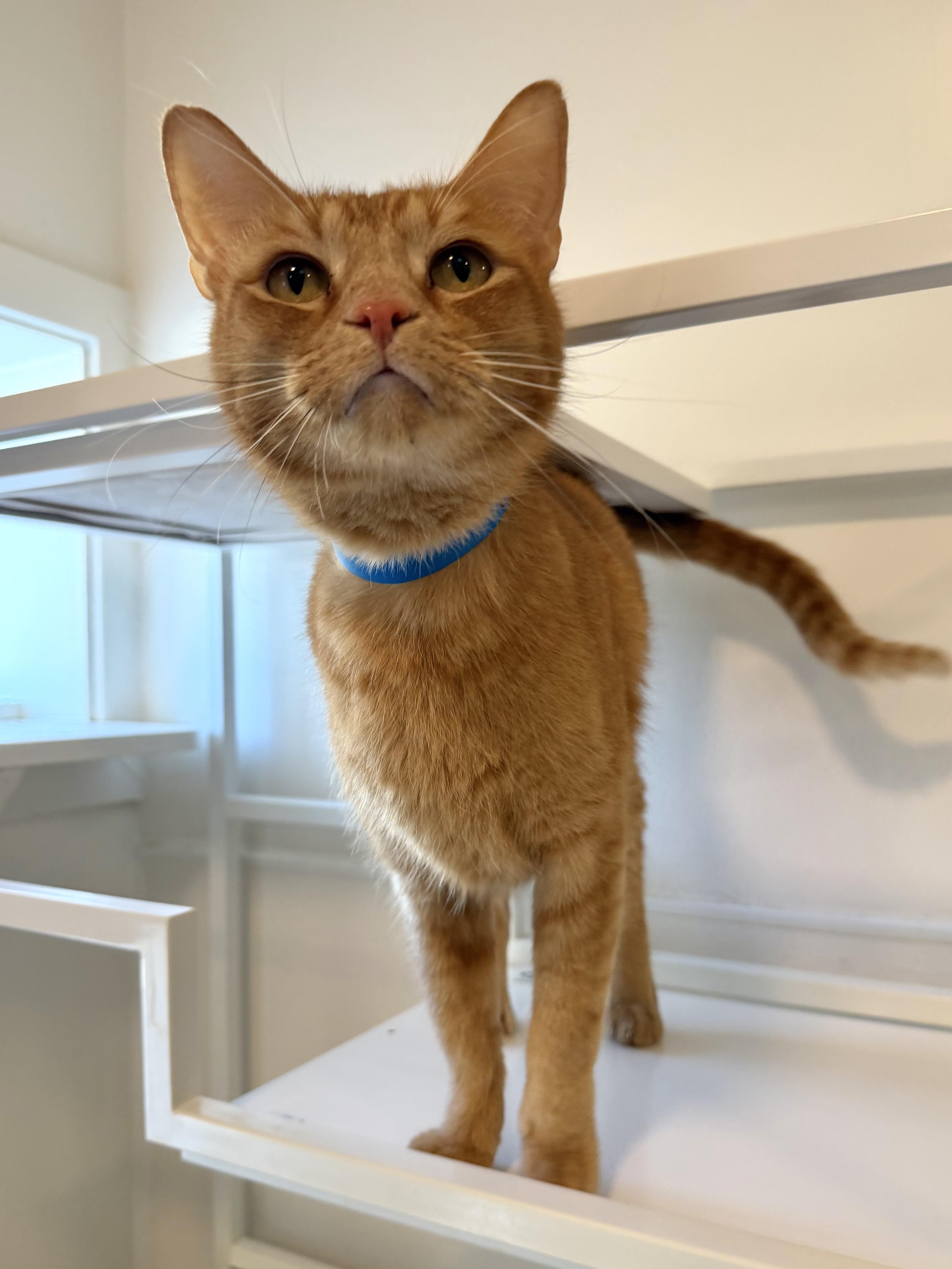 Cattywompus thumbnail 2