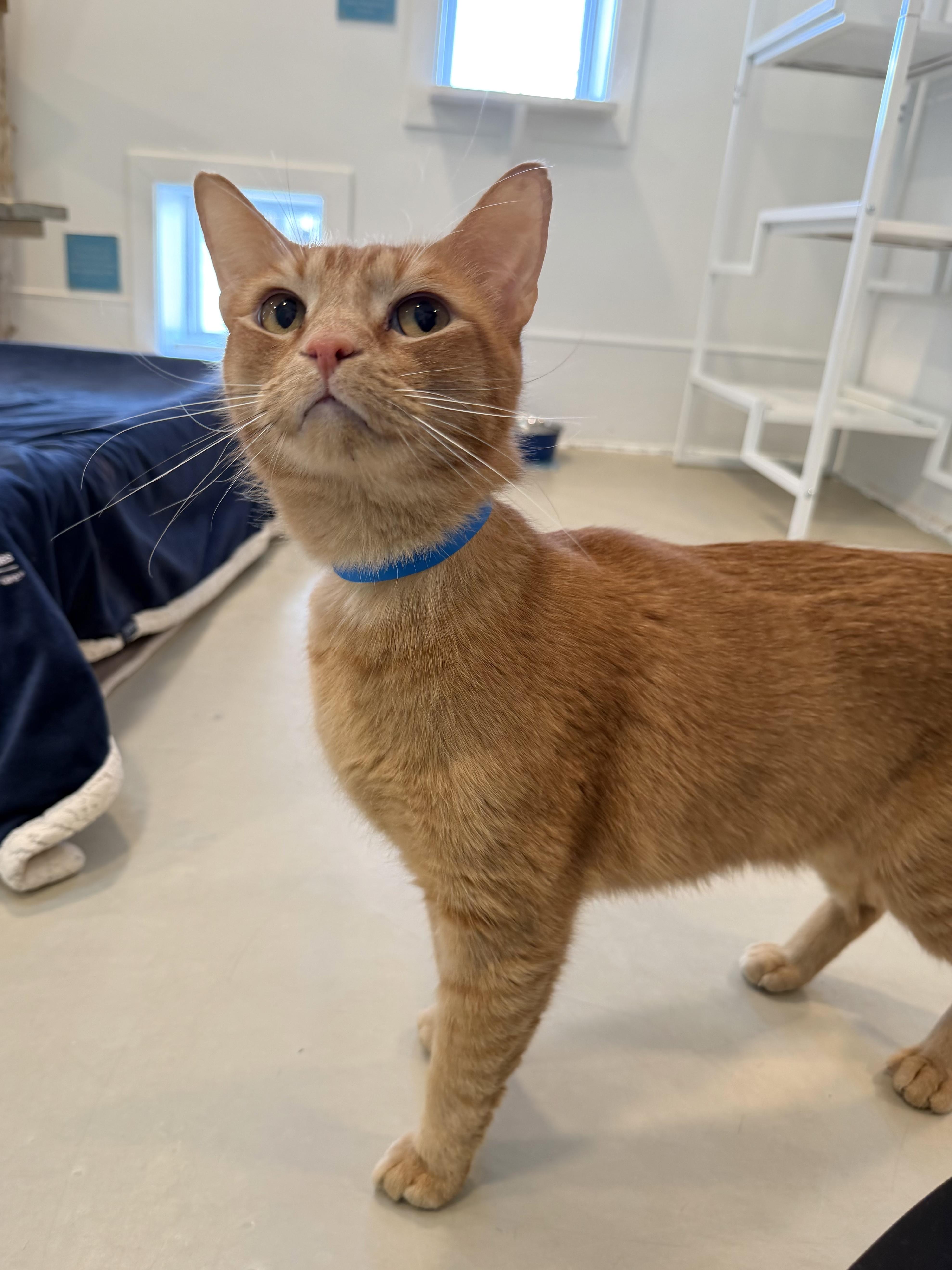 Cattywompus thumbnail 3