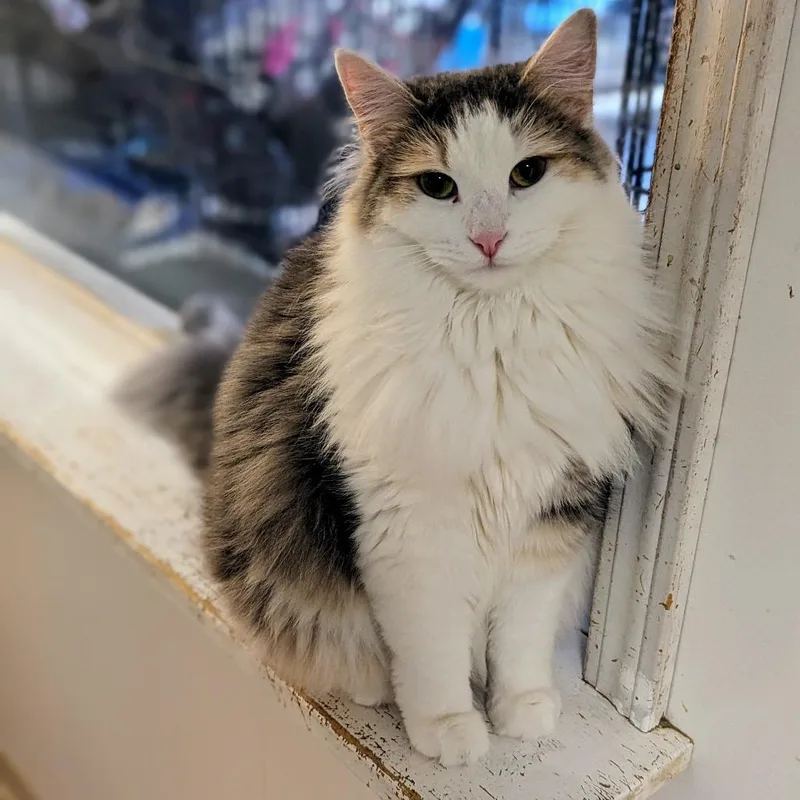 Isabelle thumbnail 2