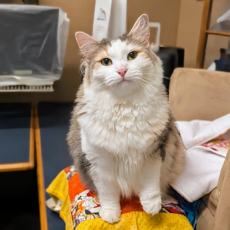 Isabelle thumbnail 3