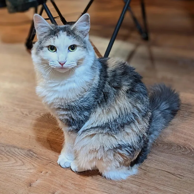 Isabelle thumbnail 4