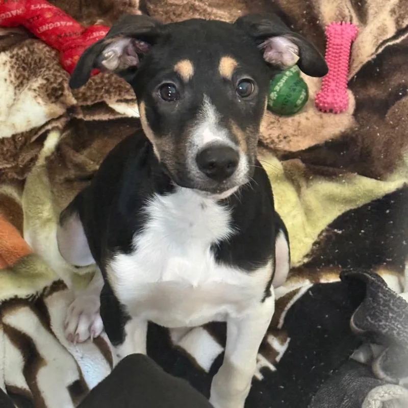 A baby medium-sized female Hound dog named Darcy for adoption in Waynesburg, PA
